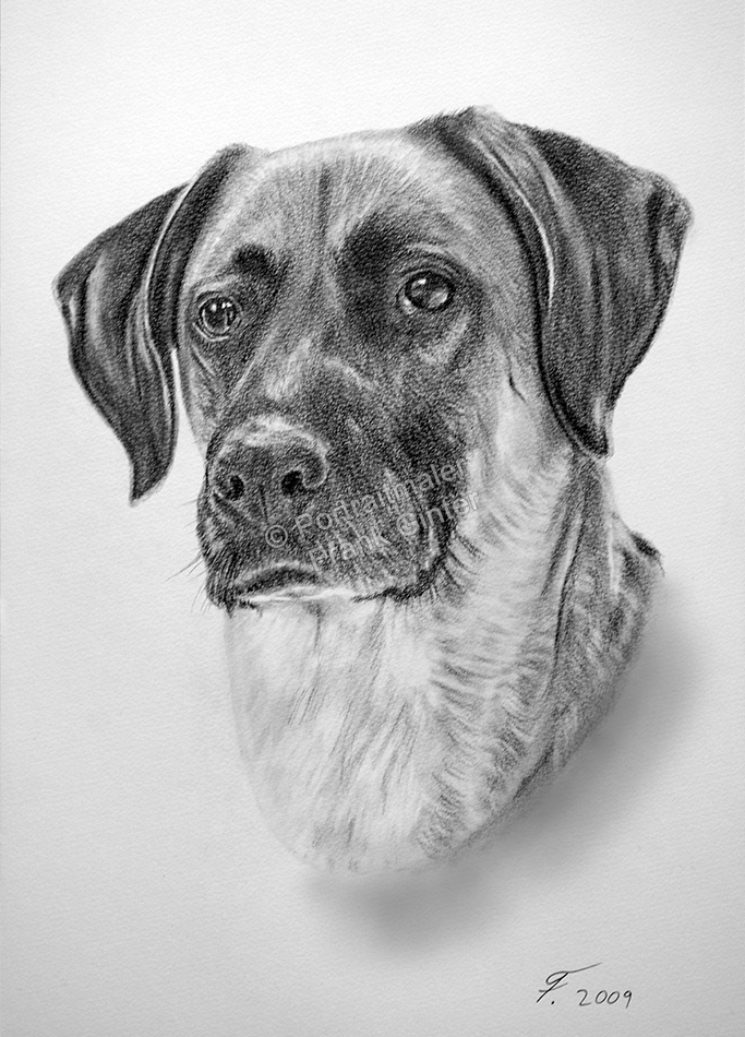 Bleistiftzeichnungen-Portraitzeichnung-Hund