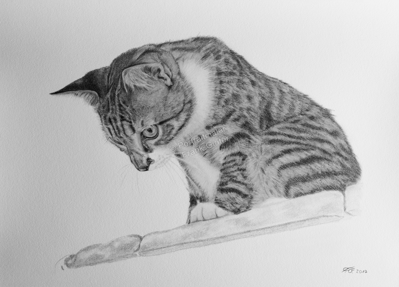 Bleistiftzeichnung, von Hand gezeichnetes Tierportrait, Katze mit Bleistift gezeichnet