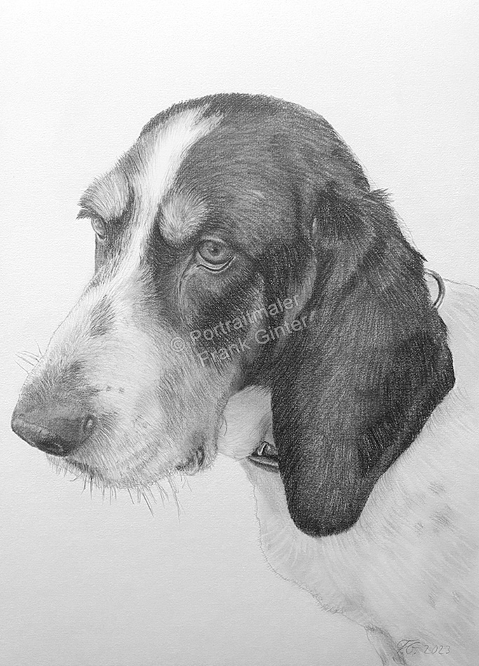 Hundezeichnung-Bleistiftzeichnungen Hundeportrait vom Foto gezeichnet